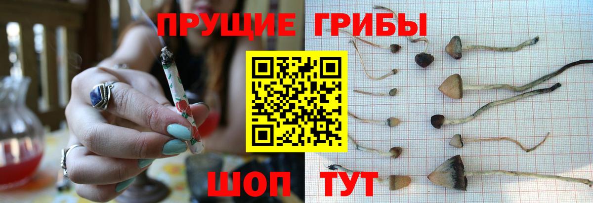 Псилоцибиновые грибы Psilocybine cubensis Полевской